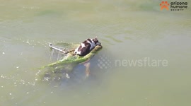 US: Heroic Rescue of Senior Dog Trapped in Canal Shopping Cart Ends in Forever Home