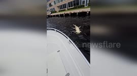 Locals shocked by decapitated alligator with shark bites in Florida