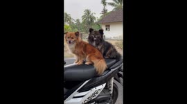 Two pet dogs sit on the back of scooter together