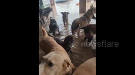 Spain: Residents of Sueca and surrounding areas help rescue dogs from flooded areas