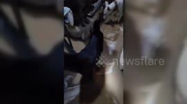 Spain: Valencia Animal Shelters in Crisis Amid Severe Flooding