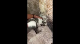 Cat rescued after getting head stuck in wall hole