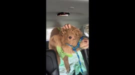 Calf mooing inside vehicle in Georgia