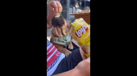 Dog enjoys potato chip in Alberta