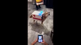 Shiba Inu Cos dressed in ambulance costume howling for Halloween