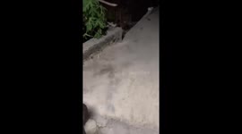 Cat gets stuck in packet in Gresik, Indonesia