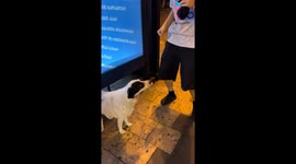 Dog imitates human dance moves in Tbilisi
