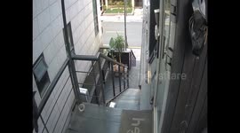 Crow steals package from doorstep in Seoul