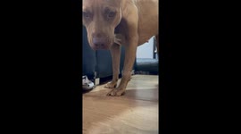 Dog's confusion as kitten hides under furniture in A Coruña