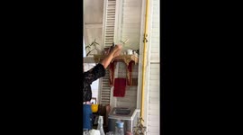 Cat removal at Long Shrimp Home Kitchen in Thailand