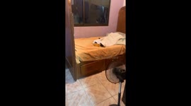Cat in Costa Rica holds phone while watching another cat on TikTok