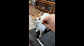 Playful cat interaction in Charlotte