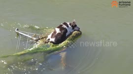 Dog rescued after it was found floating down canal on shopping cart