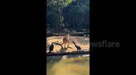 Kangaroo and cormorant tussle like siblings at zoo in China