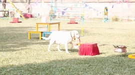 Nepal Army Service Dogs Treated Like VIPs on ‘Kukur Tihar’