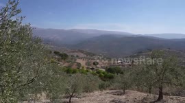 Lebanese farmers face olive season loss due to ongoing Hezbollah-Israeli conflict