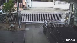 Pet dog trapped by automatic gate while trying to run outside