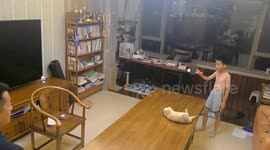 Pet cat watches table tennis ball bounce from side-to-side