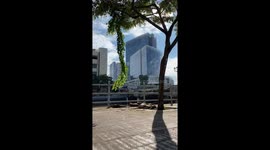 Otters seen relaxing in Singapore city