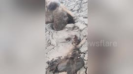 Camel stuck knee-deep in mud rescued using excavator