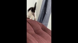 Color-Changing Kitten