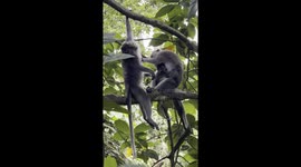 Two Monkeys and Baby Monkey Bali Indonesia 2024