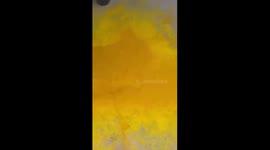 Bright Yellow Dog