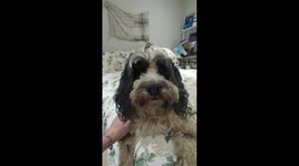 Barney the Cockapoo had a very unpleasant smell to him, so I sang him a song about how stinky he was