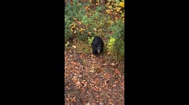 Black Bear Gets Told No