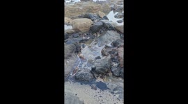 The baby octopus going out of water