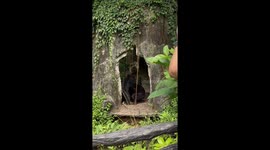 Bears play fight inside artificial zoo cave