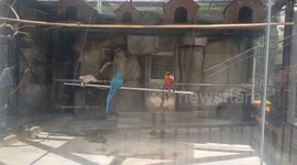 Parrot enjoys swinging with his friend