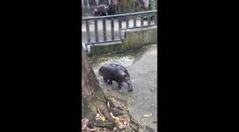Moo Deng slips on her bottom while walking in enclosure