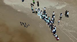 Rescued Magellanic penguins released back in the wild by animal activists