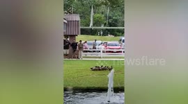 Pet dog stands on his legs to chase after family of ducks