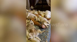 Dozens of pet dogs sleep soundly with their owner in his bed