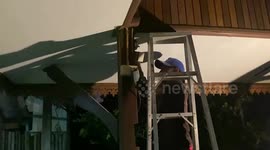 Fearless wildlife worker removes huge bee's nest in ceiling