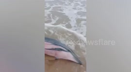 Beachgoers rescue dolphin stuck in the shallows