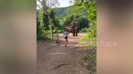 Princess Maria-Olympia of Greece strikes a cheeky pose in front of mating elephants