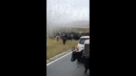 Two children ride peacefully on a cow’s back in Chinese grasslands