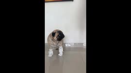 Dog and owner showcase matching socks in Thailand