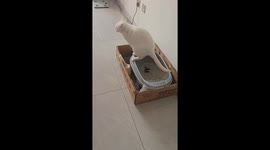 Cat’s quirky behavior captured on video in Heilongjiang