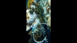 Diver feeds fish with sea urchins in Zhejiang