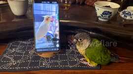 Parrot dances along with another parrot's video in Sichuan