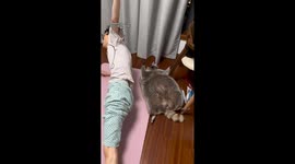 Overweight raccoon struggles to get up during exercise session in Jiangsu