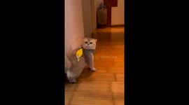 Parrot rides American bobtail cat in Jiangsu, China