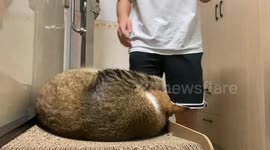 Cat startled awake by friends in Guangdong