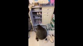 Raccoon escapes after being pulled back by its neck in Jiangsu, China