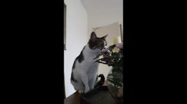 Cat sneezes while smelling flowers in Montevideo