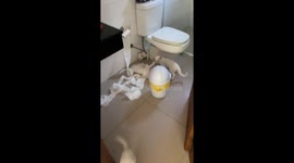 Cats unravel toilet paper in Santa Catarina bathroom play